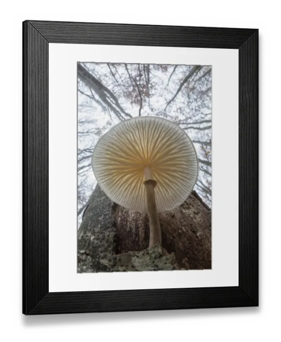 Framed Print : Low angle view of Porcelain fungus (Oudemansiella mucida) growing on a dead Beech tree Framed Print : Low angle view of Porcelain fungus (Oudemansiella mucida) growing on a dead Beech tree