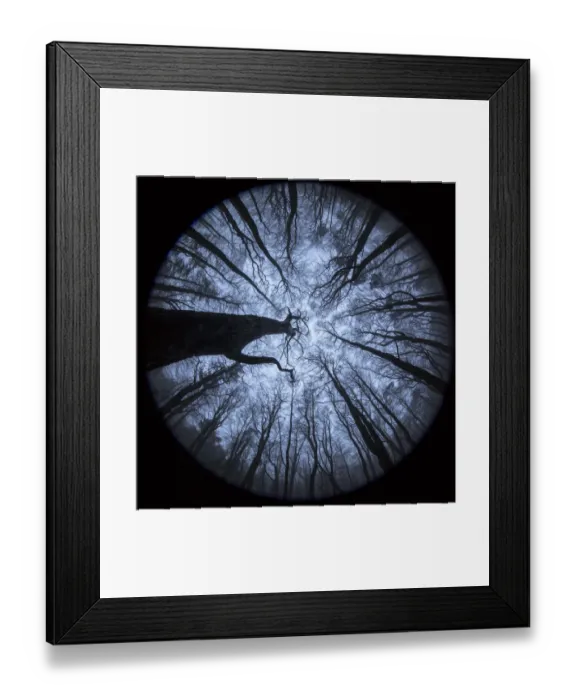 Framed Print : View up to Beech (Fagus sylvatica) woodland canopy in winter, photographed with a Framed Print : View up to Beech (Fagus sylvatica) woodland canopy in winter, photographed with a