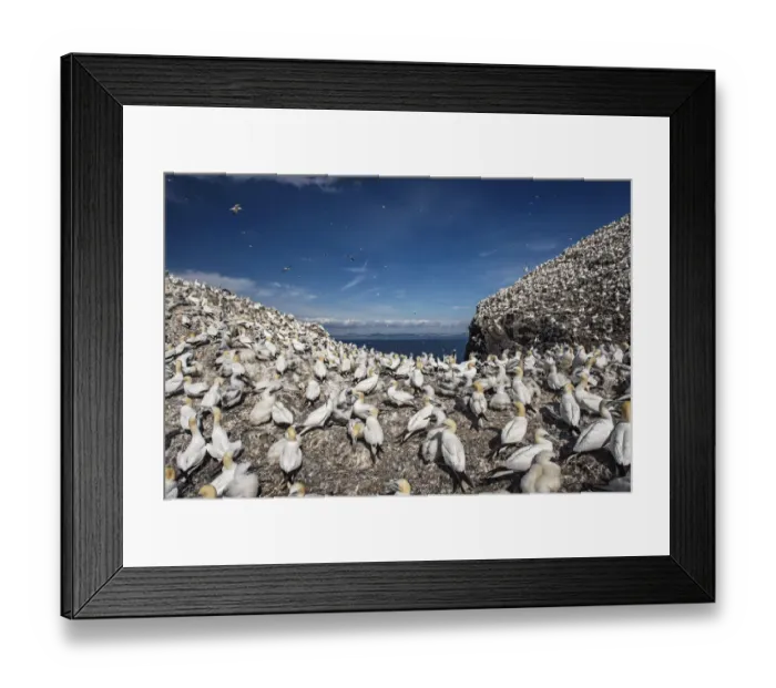 Framed Print : Northern gannets (Morus bassanus). Bass Rock, Scotland, UK. August Framed Print : Northern gannets (Morus bassanus). Bass Rock, Scotland, UK. August