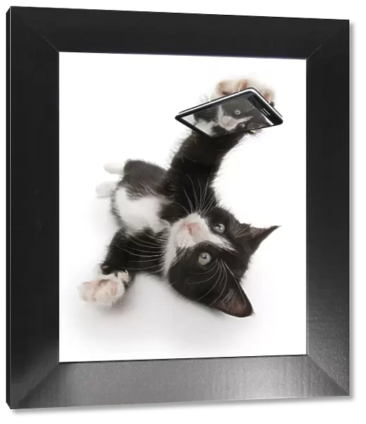 Black-and-white kitten, Solo, 6 weeks, taking a selfie. Composite image