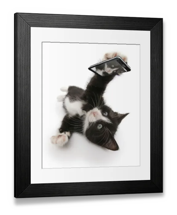 Framed Print : Black-and-white kitten, Solo, 6 weeks, taking a selfie. Composite image Framed Print : Black-and-white kitten, Solo, 6 weeks, taking a selfie. Composite image