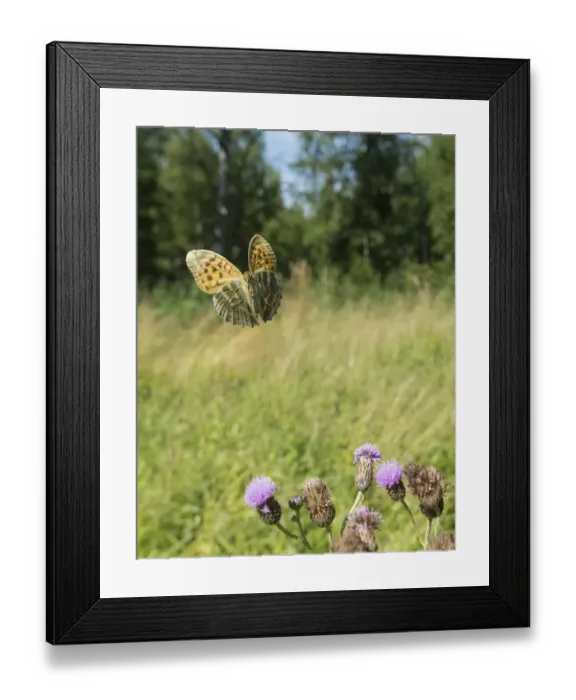 Framed Print : Silver washed fritillary butterfly (Argynnis paphia) female in flight with thistles Framed Print : Silver washed fritillary butterfly (Argynnis paphia) female in flight with thistles