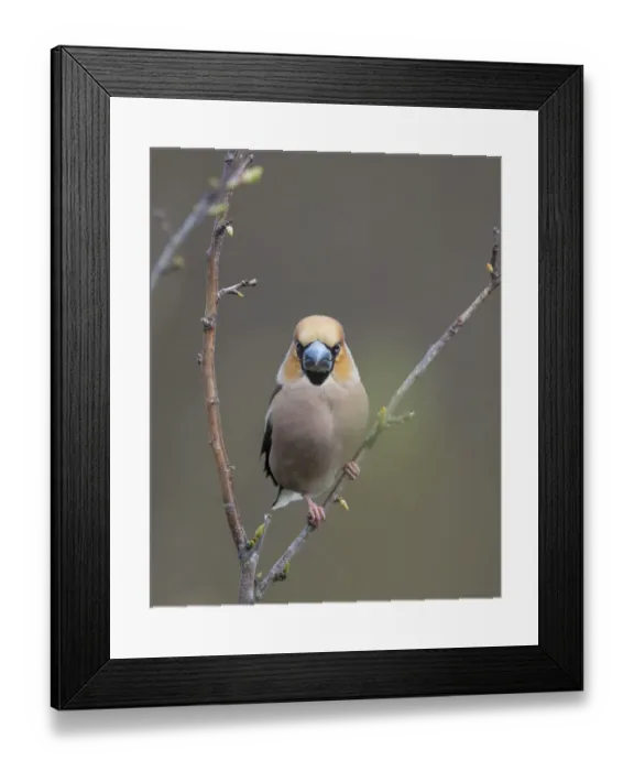 Framed Print : Hawfinch (Coccothraustes coccothraustes), male perched on twig, Uto, Finland, May Framed Print : Hawfinch (Coccothraustes coccothraustes), male perched on twig, Uto, Finland, May