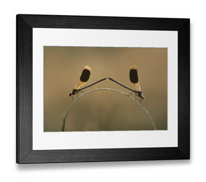Framed Print : Banded demoiselle (Calopteryx splendens) two males on grass, Netherlands Framed Print : Banded demoiselle (Calopteryx splendens) two males on grass, Netherlands