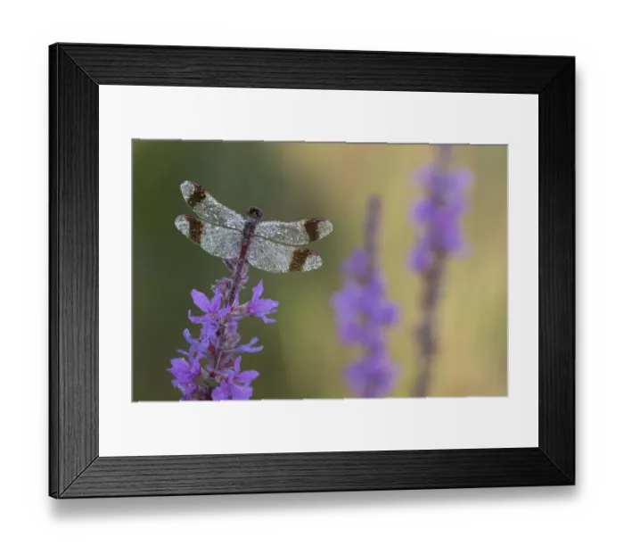 Framed Print : Banded darter (Sympetrum pedemontanum) resting on flower, Netherlands Framed Print : Banded darter (Sympetrum pedemontanum) resting on flower, Netherlands