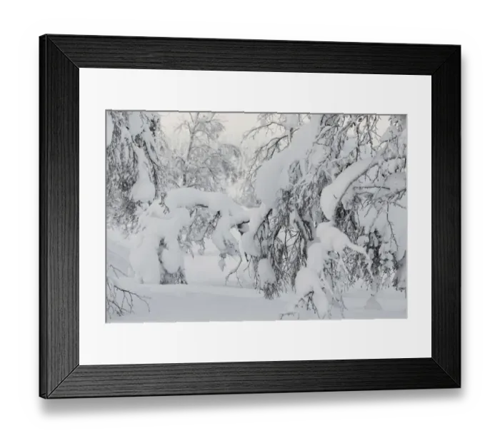 Framed Print : Willow grouse (Lagopus lagopus) extremely well camouflaged below snow laden tree Framed Print : Willow grouse (Lagopus lagopus) extremely well camouflaged below snow laden tree