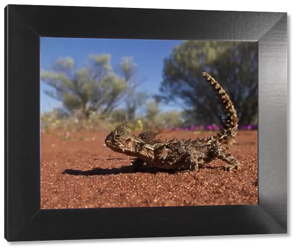 Thorny dragon (Moloch horridus) in desert habitat, Australia