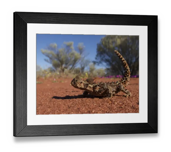 Framed Print : Thorny dragon (Moloch horridus) in desert habitat, Australia Framed Print : Thorny dragon (Moloch horridus) in desert habitat, Australia