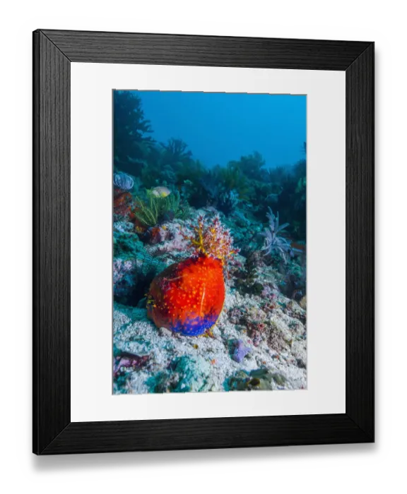 Framed Print : Sea apple (Pseudocolochirus violaceus) Komodo National Park, Indonesia Framed Print : Sea apple (Pseudocolochirus violaceus) Komodo National Park, Indonesia