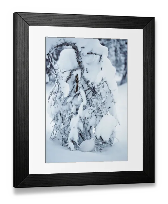 Framed Print : Willow grouse (Lagopus lagopus) sheltering under snow laden tree, Inari Kiilopa Finland