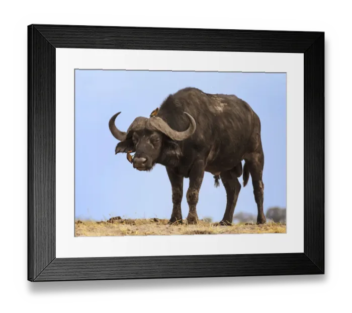 Framed Print : African buffalo (Syncerus caffer) with Yellow-billed oxpecker (Buphagus africanus) grooming Framed Print : African buffalo (Syncerus caffer) with Yellow-billed oxpecker (Buphagus africanus) grooming
