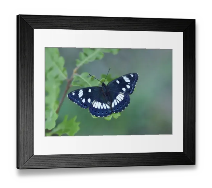 Framed Print : Southern white admiral (Limenitis reducta) North of Lorgues, Provence, southern France, May Framed Print : Southern white admiral (Limenitis reducta) North of Lorgues, Provence, southern France, May