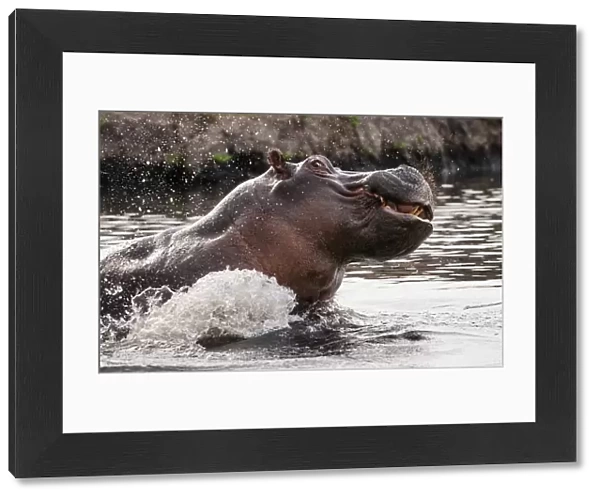 Hippopotamus (Hippopotamus Amphibius) territorial aggressive behavior, Chobe National Park