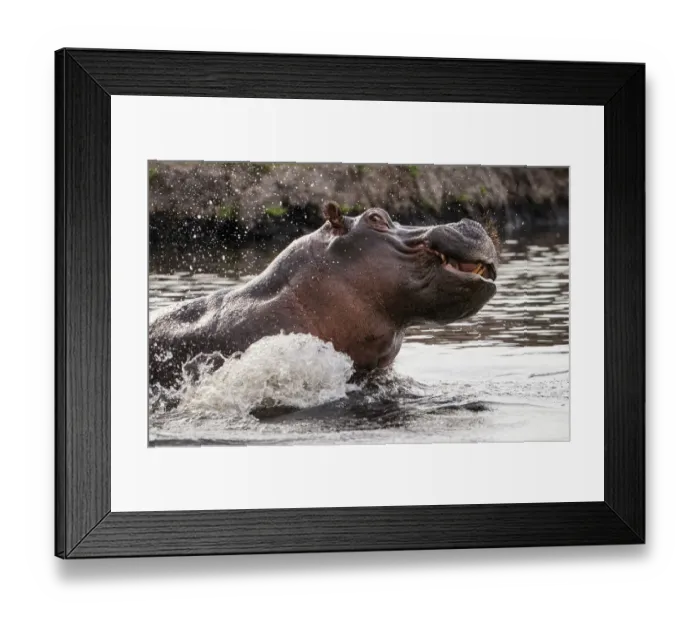 Framed Print : Hippopotamus (Hippopotamus Amphibius) territorial aggressive behavior, Chobe National Park Framed Print : Hippopotamus (Hippopotamus Amphibius) territorial aggressive behavior, Chobe National Park