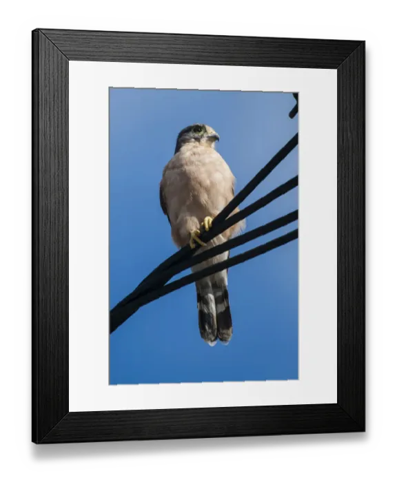 Framed Print : Seychelles kestrel (Falco araeus), adult perched on wire, Republic of Seychelles Vulnerable species Framed Print : Seychelles kestrel (Falco araeus), adult perched on wire, Republic of Seychelles Vulnerable species