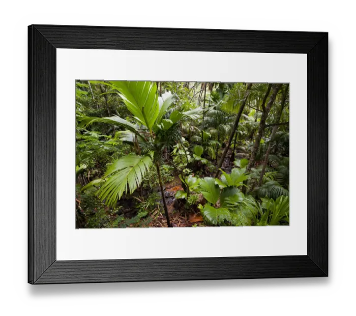 Framed Print : Pristine Coco de mer forest (Lodoicea maldivica) with brook, Vallee de Mai Nature Reserve Framed Print : Pristine Coco de mer forest (Lodoicea maldivica) with brook, Vallee de Mai Nature Reserve