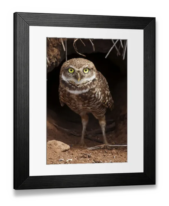 Framed Print : Clarion Burrowing Owl (Athene cunicularia rostrata) at burrow entrance, Clarion Island Framed Print : Clarion Burrowing Owl (Athene cunicularia rostrata) at burrow entrance, Clarion Island