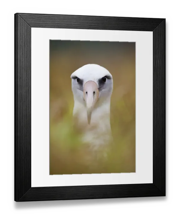 Framed Print : Laysan Albatross (Phoebastria immutabilis) in nest, Clarion Island, Revillagigedo Framed Print : Laysan Albatross (Phoebastria immutabilis) in nest, Clarion Island, Revillagigedo