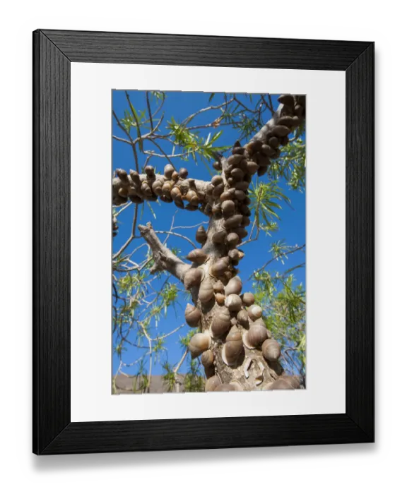 Framed Print : Accumulation of land snails (Euryptyxis labiosa), escaping the desert heat by resting Framed Print : Accumulation of land snails (Euryptyxis labiosa), escaping the desert heat by resting
