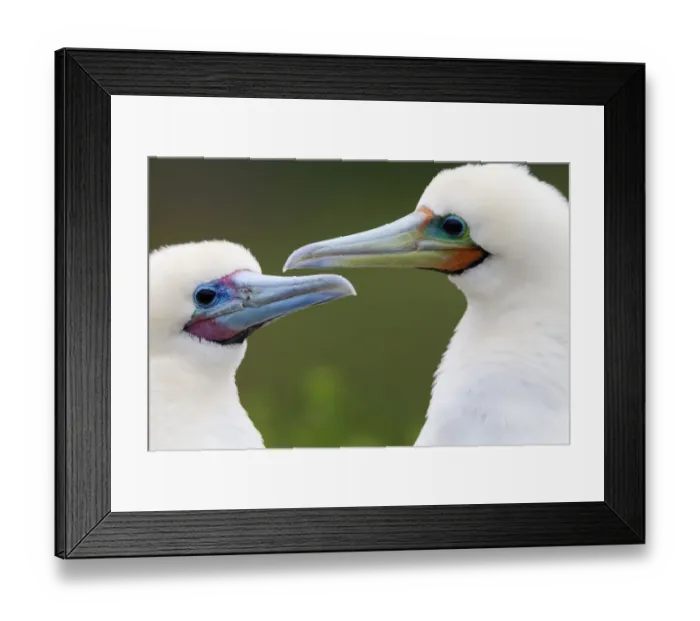Framed Print : Red Footed Booby (Sula sula) couple, Clarion Island, Revillagigedo Archipelago Biosphere Framed Print : Red Footed Booby (Sula sula) couple, Clarion Island, Revillagigedo Archipelago Biosphere
