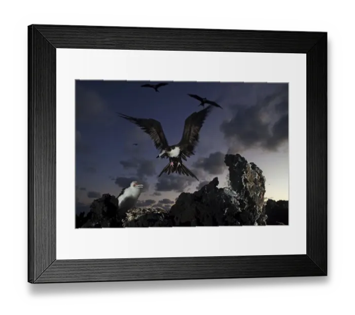 Framed Print : Great Frigatebird (Fregata minor) arriving at nest with chick, San Benedicto Island Framed Print : Great Frigatebird (Fregata minor) arriving at nest with chick, San Benedicto Island
