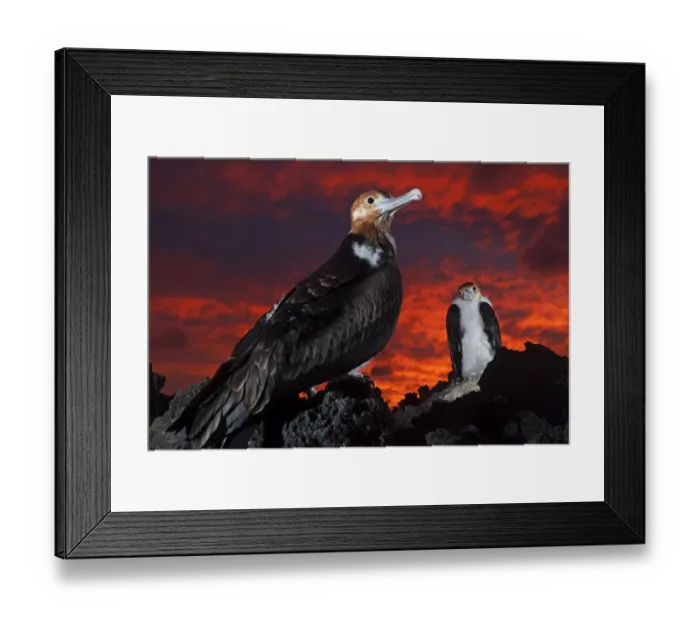 Framed Print : Great Frigatebird (Fregata minor) chick in nest at sunset, San Benedicto Island Framed Print : Great Frigatebird (Fregata minor) chick in nest at sunset, San Benedicto Island