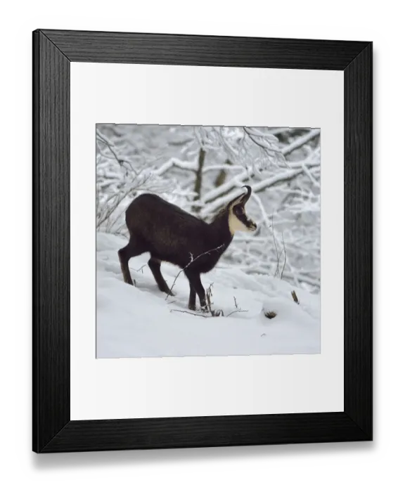 Framed Print : Chamois (Rupicapra rupicapra) in the snow, Jura Switzerland, November Framed Print : Chamois (Rupicapra rupicapra) in the snow, Jura Switzerland, November
