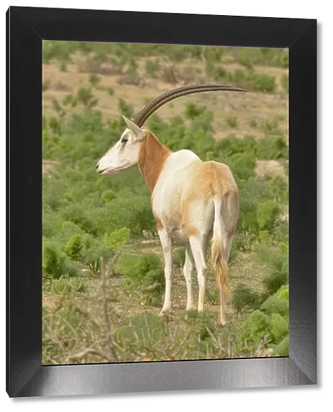 Scimitar-horned oryx (Oryx dammah) captive in enclosure of Souss Massa National Park, Morocco