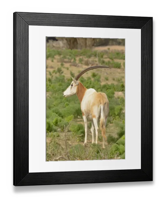 Framed Print : Scimitar-horned oryx (Oryx dammah) captive in enclosure of Souss Massa National Park, Morocco Framed Print : Scimitar-horned oryx (Oryx dammah) captive in enclosure of Souss Massa National Park, Morocco