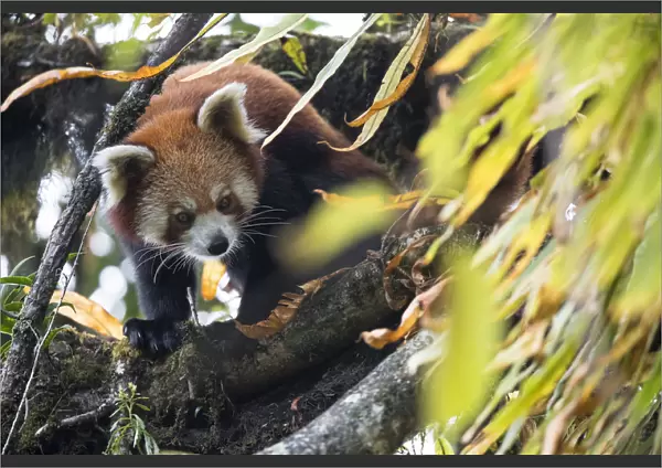 Red panda (Ailurus fulgens) in the canopy of the cloud forest habitat of Singalila National Park
