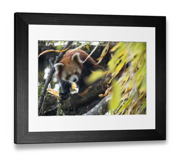 Framed Print : Red panda (Ailurus fulgens) in the canopy of the cloud forest habitat of Singalila National Park Framed Print : Red panda (Ailurus fulgens) in the canopy of the cloud forest habitat of Singalila National Park