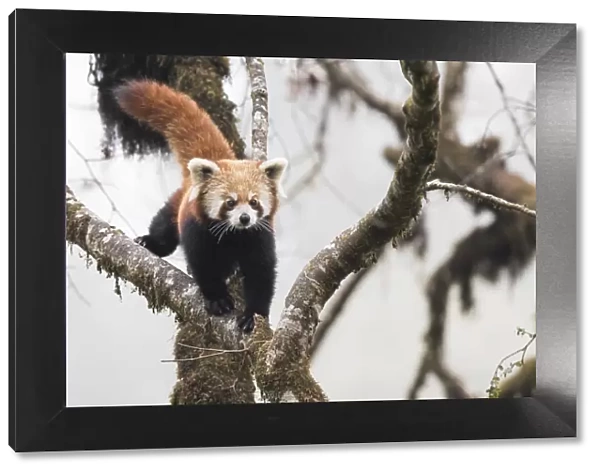 Redpanda (Ailurus fulgens) walking along branch of tree in the typical cloud forest