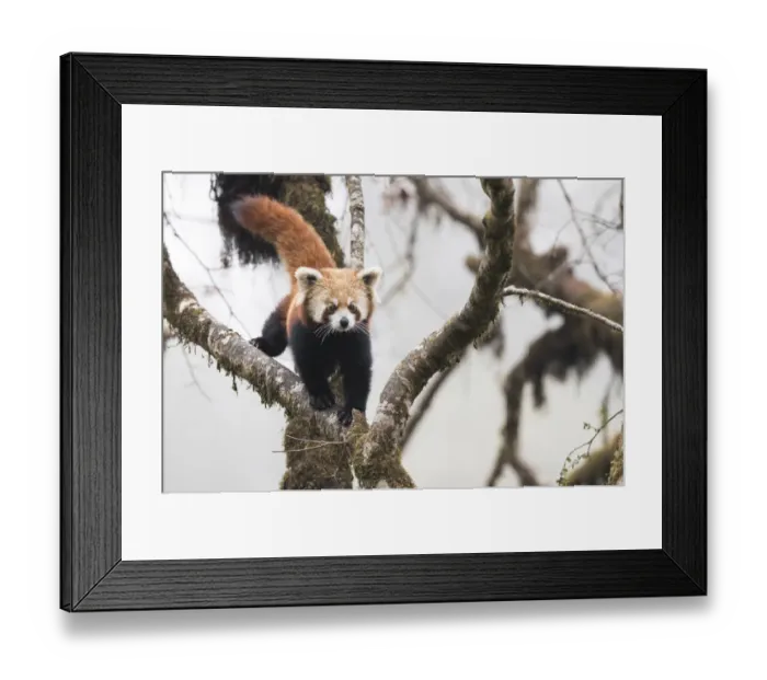 Framed Print : Redpanda (Ailurus fulgens) walking along branch of tree in the typical cloud forest Framed Print : Redpanda (Ailurus fulgens) walking along branch of tree in the typical cloud forest
