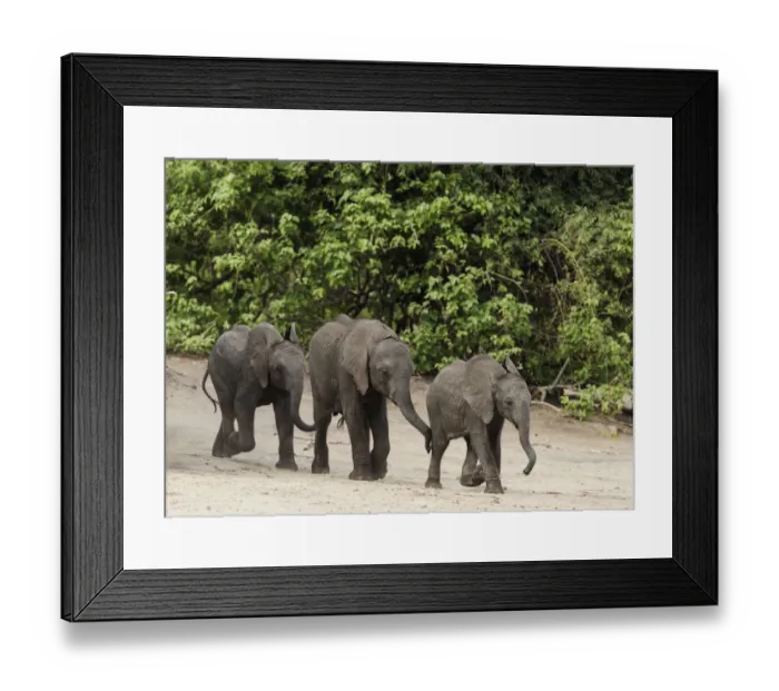 Framed Print : Elephant (Loxodonta africana) three calves walking down to Chobe River, Etosha National Park Framed Print : Elephant (Loxodonta africana) three calves walking down to Chobe River, Etosha National Park