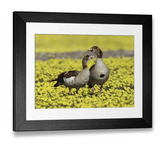 Framed Print : Egyptian goose (Alopochen aegyptiaca) pair amongst Devil s-thorn yellow flowers Framed Print : Egyptian goose (Alopochen aegyptiaca) pair amongst Devil s-thorn yellow flowers