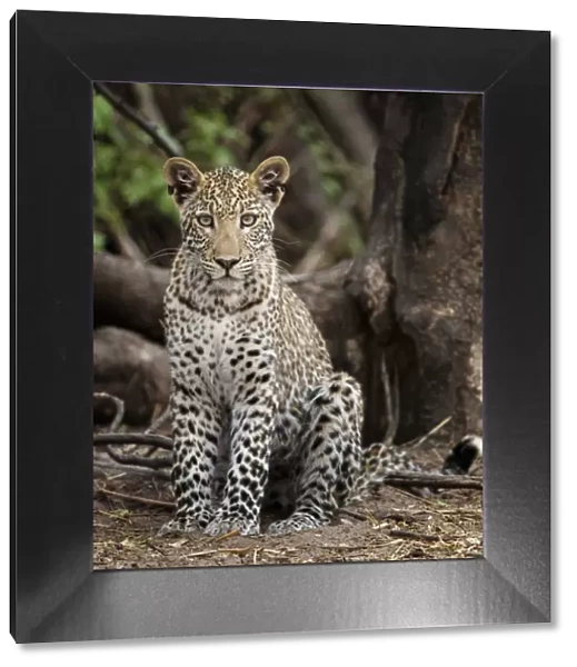 Leopard (Panthera pardus) young adult, Chobe National Park Botswana
