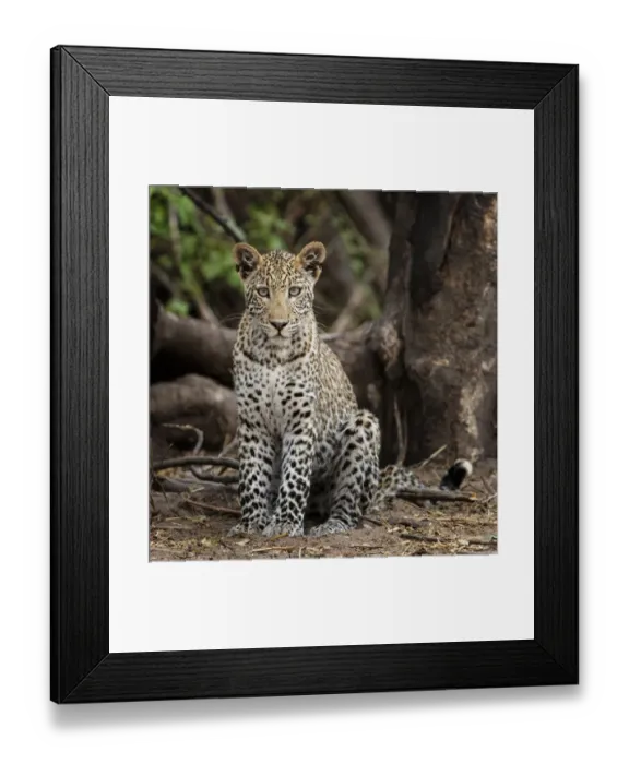 Framed Print : Leopard (Panthera pardus) young adult, Chobe National Park Botswana Framed Print : Leopard (Panthera pardus) young adult, Chobe National Park Botswana