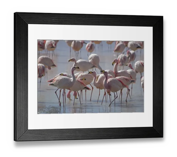 Framed Print : Puna / James flamingo (Phoenicoparrus jamesi) flock on Laguna Colorado, Reserva Eduardo Avaroa Framed Print : Puna / James flamingo (Phoenicoparrus jamesi) flock on Laguna Colorado, Reserva Eduardo Avaroa