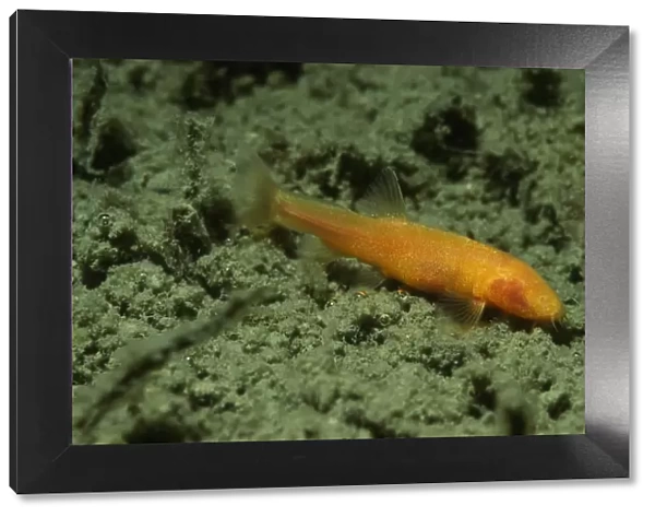 Blind loach (Nemacheilus starostini ) living in cave in the East of Turkmenistan