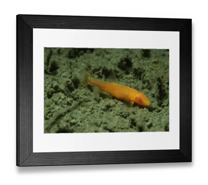 Framed Print : Blind loach (Nemacheilus starostini ) living in cave in the East of Turkmenistan Framed Print : Blind loach (Nemacheilus starostini ) living in cave in the East of Turkmenistan