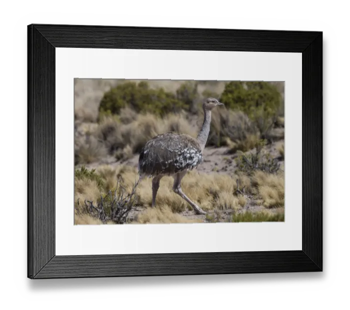 Framed Print : Lesser rhea (Pterocnemia pennata) altiplano, Bolivia September Framed Print : Lesser rhea (Pterocnemia pennata) altiplano, Bolivia September