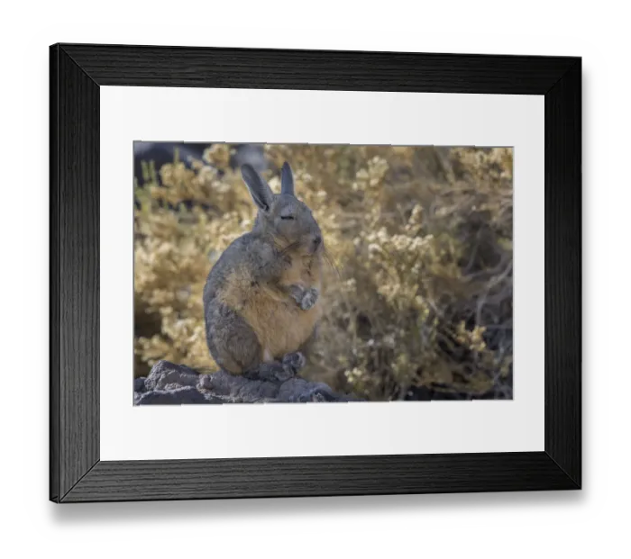 Framed Print : Southern Viscacha (Lagidium viscacia) at rest, Isla Incahuasi in the Salar de Uyuni Framed Print : Southern Viscacha (Lagidium viscacia) at rest, Isla Incahuasi in the Salar de Uyuni