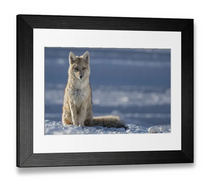 Framed Print : Culpea or Andean fox (Pseudalopex culpaeus) at rest, vicinity of Laguna Verde, Reserva Framed Print : Culpea or Andean fox (Pseudalopex culpaeus) at rest, vicinity of Laguna Verde, Reserva