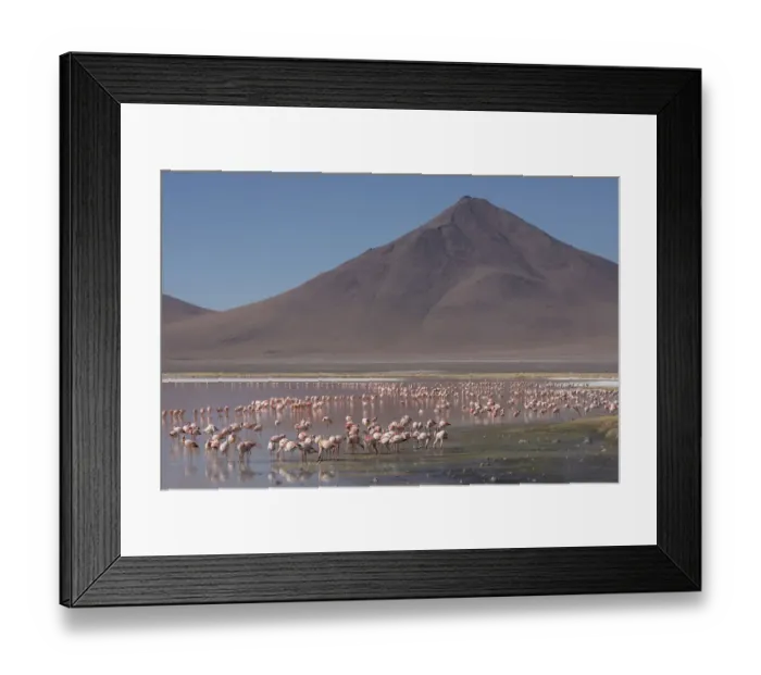 Framed Print : Puna / James flamingo (Phoenicoparrus jamesi) flock on Laguna Colorado, Reserva Eduardo Avaroa Framed Print : Puna / James flamingo (Phoenicoparrus jamesi) flock on Laguna Colorado, Reserva Eduardo Avaroa