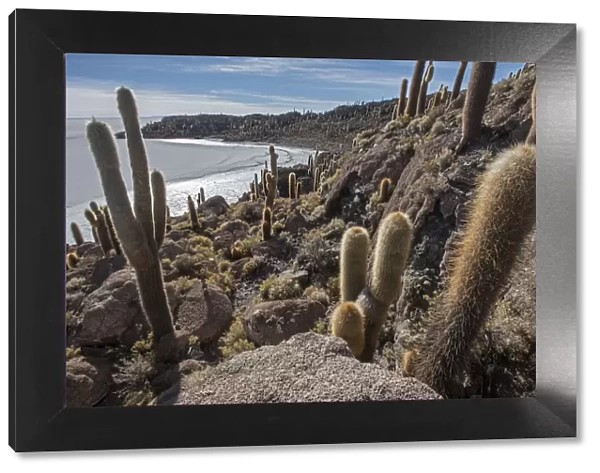 Isla  /  Island Incahuasi with cacti in the Salar de Uyuni salt flat, Altiplano, Bolivia