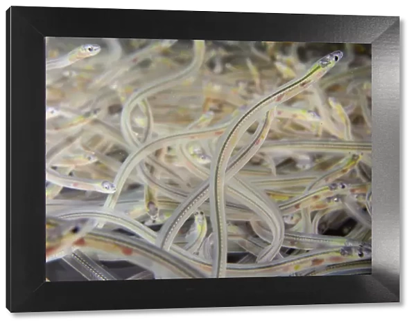 Young European eel (Anguilla anguilla) elvers, or glass eels, caught during their