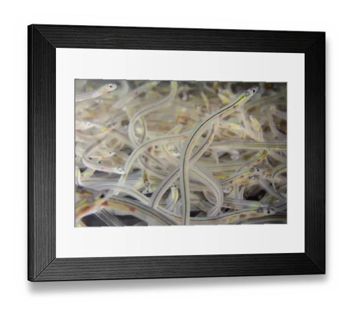 Framed Print : Young European eel (Anguilla anguilla) elvers, or glass eels, caught during their Framed Print : Young European eel (Anguilla anguilla) elvers, or glass eels, caught during their