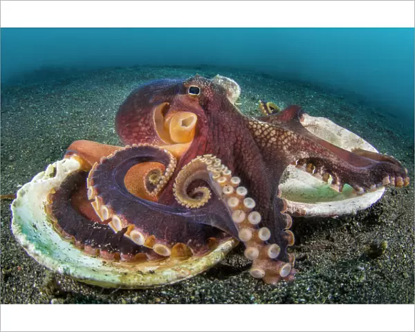 Veined octopus (Amphioctopus marginatus) resting on top of the two halves of an old