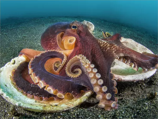 Veined octopus (Amphioctopus marginatus) resting on top of the two halves of an old
