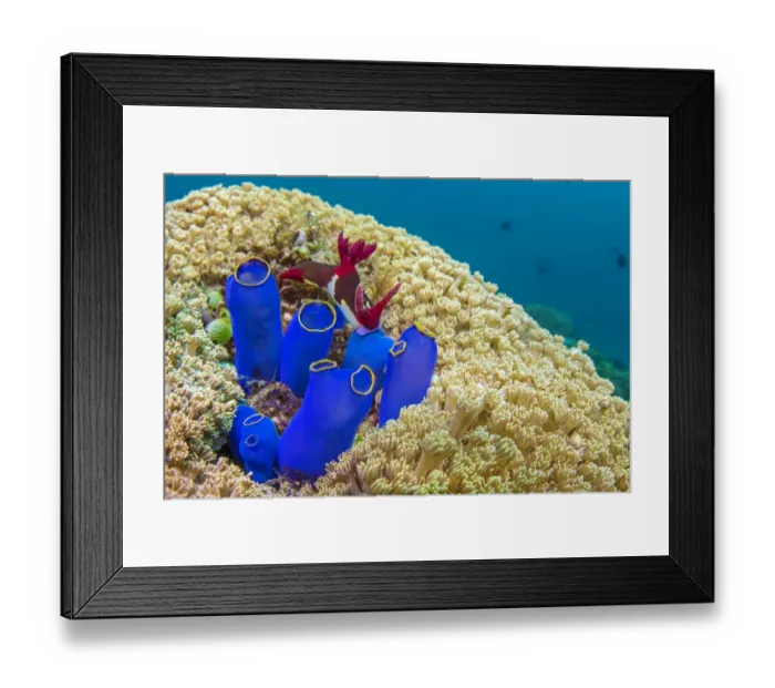 Framed Print : Nudibranchs (Nembrotha chamberlaini) feeding on Tunicates (sea squirt) on a coral reef Framed Print : Nudibranchs (Nembrotha chamberlaini) feeding on Tunicates (sea squirt) on a coral reef
